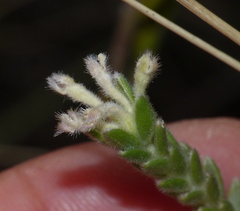 Gnidia nodiflora