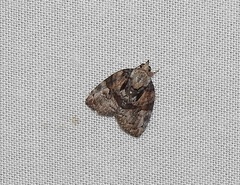 Lophothripa vitea