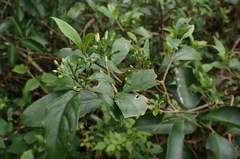 Tarenna gracilipes