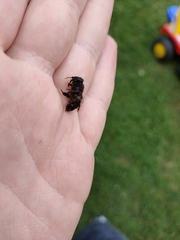 Apis mellifera