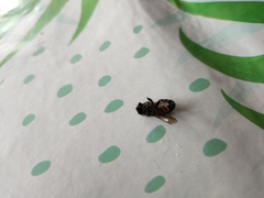 Apis mellifera