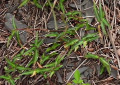 Commelina auriculata