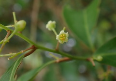 Celastrus paniculatus