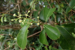 Celastrus paniculatus