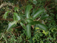 Celastrus paniculatus