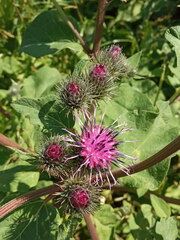 Arctium × ambiguum