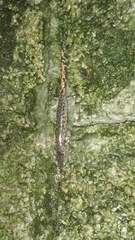 Pseudoeurycea mixteca