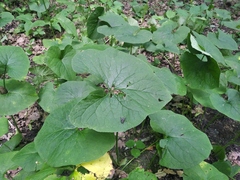 Brunnera sibirica
