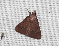 Arippara disticha