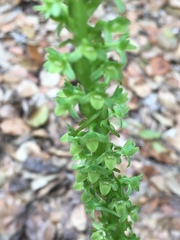 Platanthera michaelii