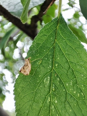 Pseudoswammerdamia combinella