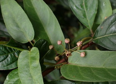 Vincetoxicum insulicola