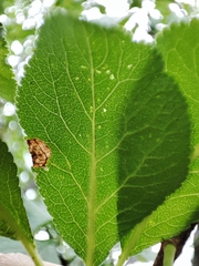 Pseudoswammerdamia combinella