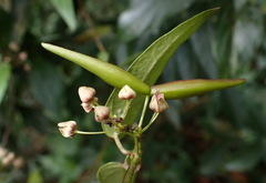 Vincetoxicum insulicola