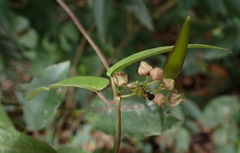 Vincetoxicum insulicola