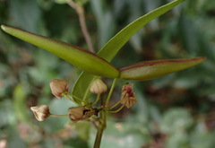 Vincetoxicum insulicola
