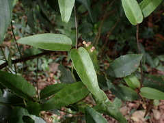 Vincetoxicum insulicola