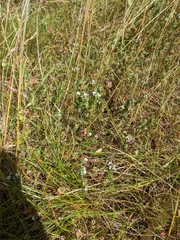 Euphrasia frigida