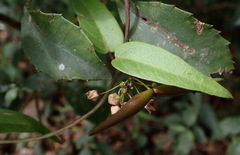 Vincetoxicum insulicola