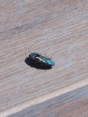 Buprestis dalmatina