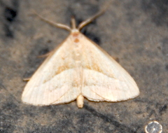 Macrochilo absorptalis