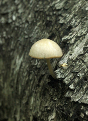 Fungi