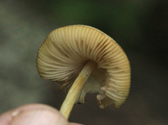 Fungi