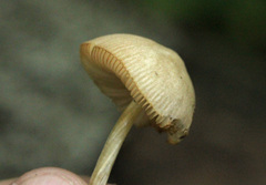 Fungi