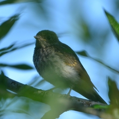 Muscicapa sibirica