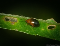 Nisotra bicolorata