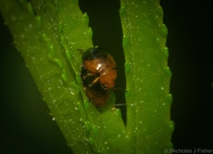 Nisotra bicolorata