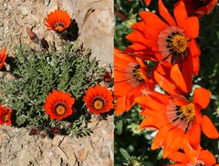 Gazania rigida