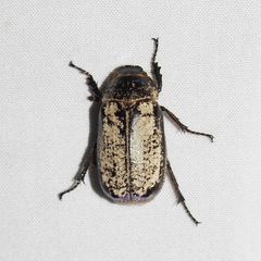 Dermolepida albohirtum