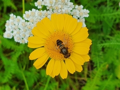 Eristalis nemorum