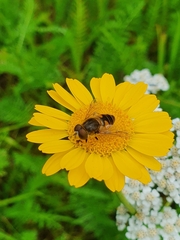 Eristalis nemorum