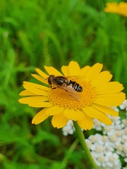 Eristalis nemorum
