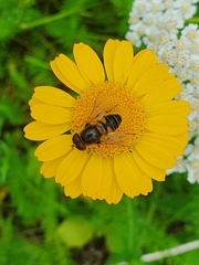 Eristalis nemorum