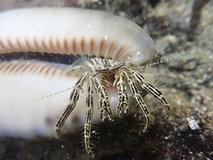 Clibanarius eurysternus