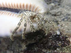 Clibanarius eurysternus
