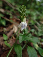 Rungia chinensis