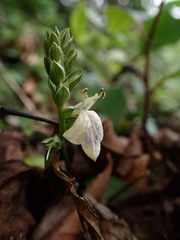 Rungia chinensis