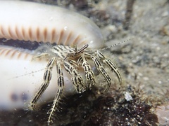 Clibanarius eurysternus