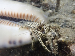 Clibanarius eurysternus