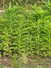Erechtites hieraciifolius