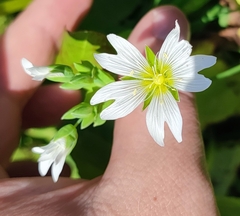 Cerastium davuricum