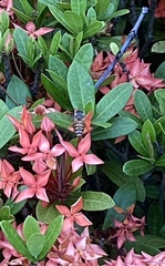 Apis cerana