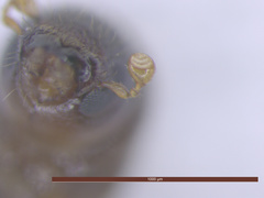 Xyleborinus saxesenii