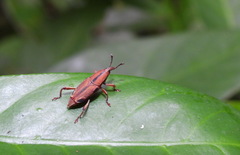 Sphenocorynes kosempoensis