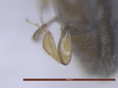 Xyleborinus saxesenii