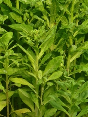 Erechtites hieraciifolius